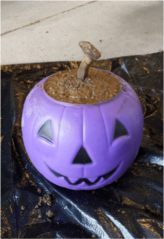 Halloween purple pumpkin 06